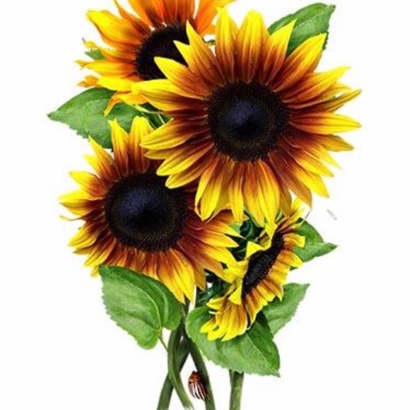 Meet your Posher, Ashley - Picture 1 of 1